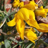 Tulipa sylvestris 